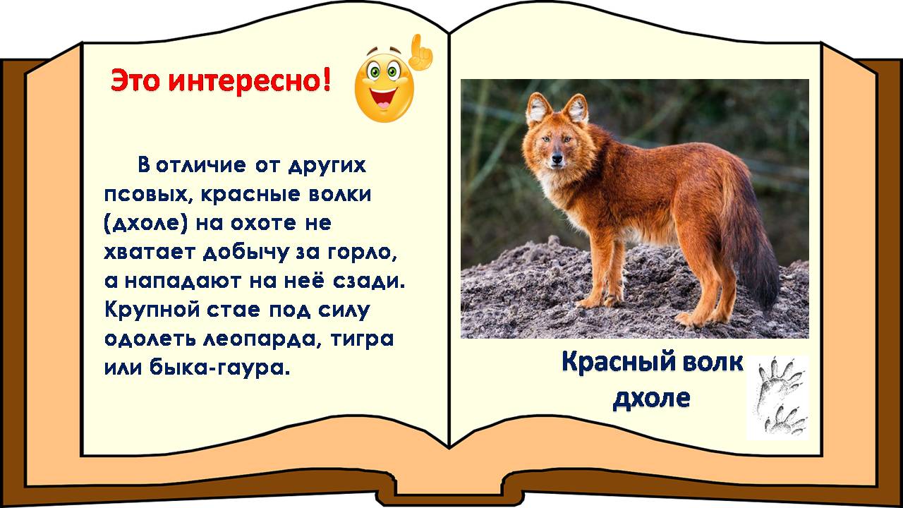 Мир природы – это удивительный пример мудрости, красоты и гармонии. Именно мир животных особенно близок каждому из нас. И. Акимушкин