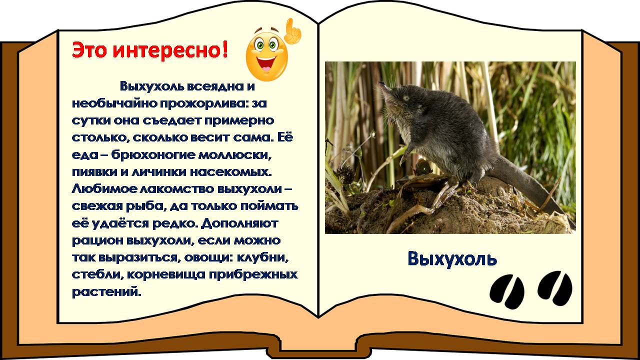 Мир природы – это удивительный пример мудрости, красоты и гармонии. Именно мир животных особенно близок каждому из нас. И. Акимушкин