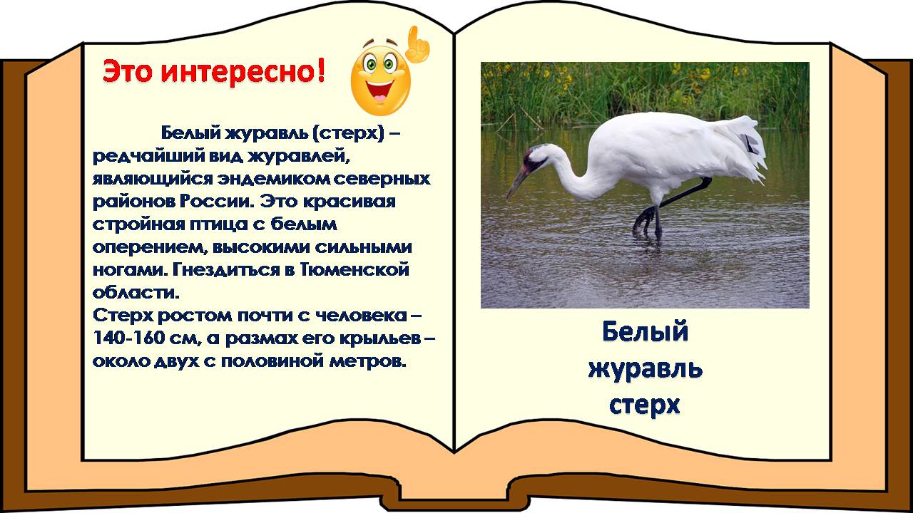 Мир природы – это удивительный пример мудрости, красоты и гармонии. Именно мир животных особенно близок каждому из нас. И. Акимушкин