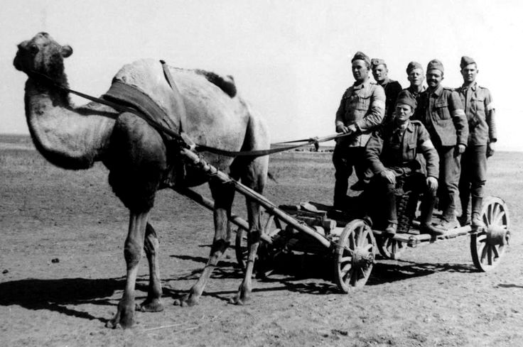 Животные Великой Отечественной войны